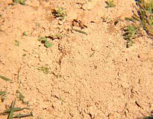 Finish off Fire Ants! Part 2 Image